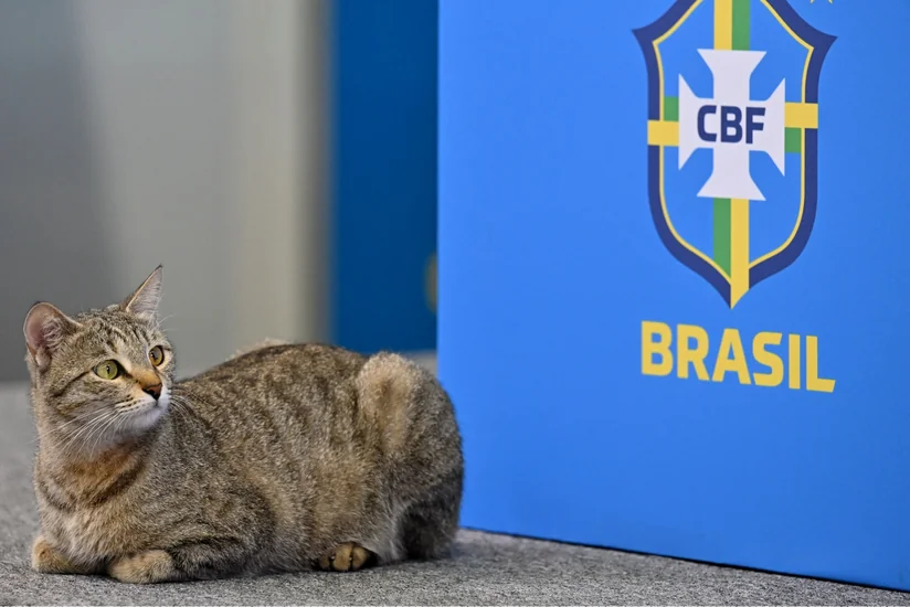Braziliya Futbol Konfederasiyası pişiyə görə məhkəməyə verilib