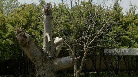 Qalağayın kəndinin su problemi, əhali quraqlığa son qoyulmasını gözləyir - REPORTAJ