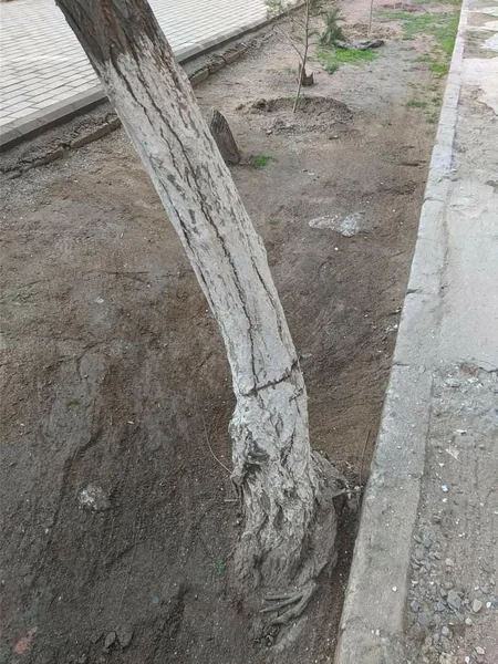 İki şəhər və üç rayonda ağaclar kəsilib