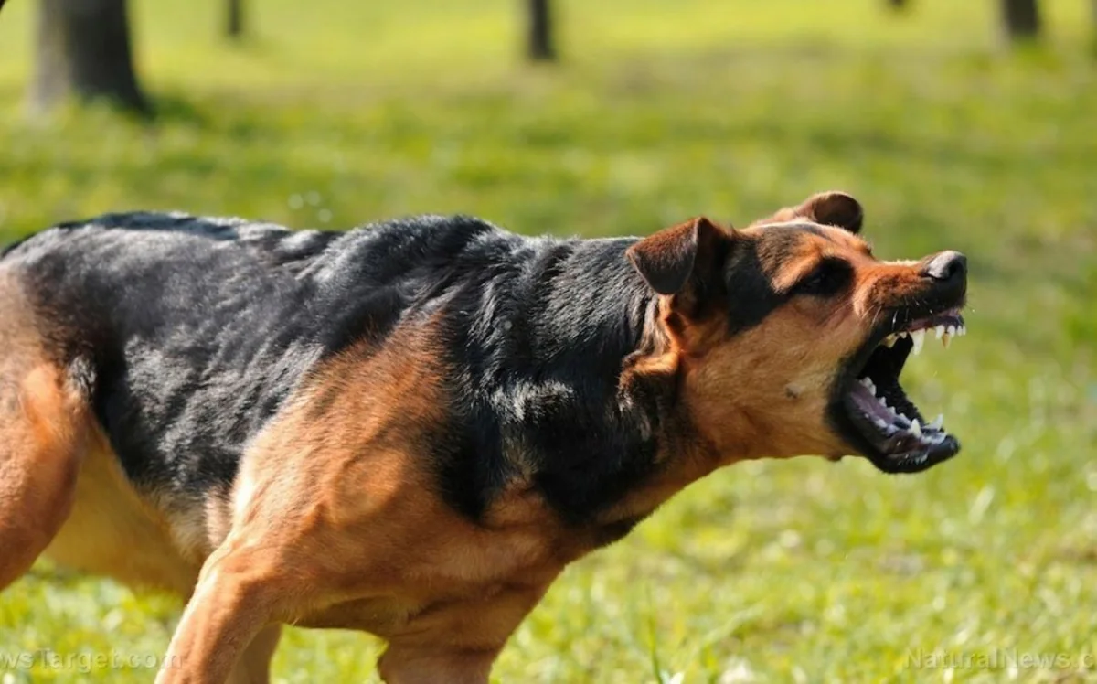 Xızıda it 12 yaşlı uşağın yanağından dişləyib