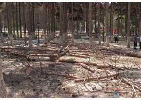 Xırdalanda parkda ağacların kütləvi şəkildə kəsilməsinə aydınlıq gətirilib