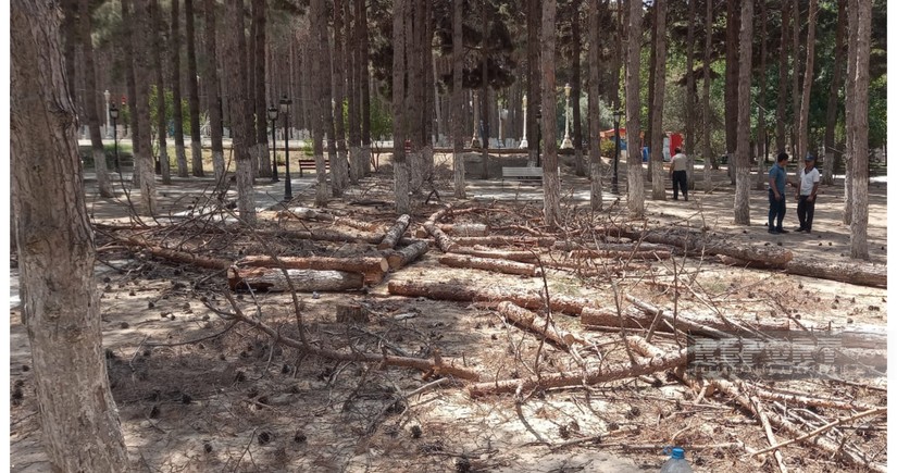 Xırdalanda parkda ağacların kütləvi şəkildə kəsilməsinə aydınlıq gətirilib