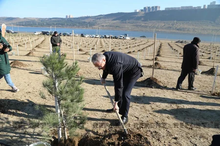 Bakıda genişmiqyaslı ağacəkmə aksiyası keçirilib