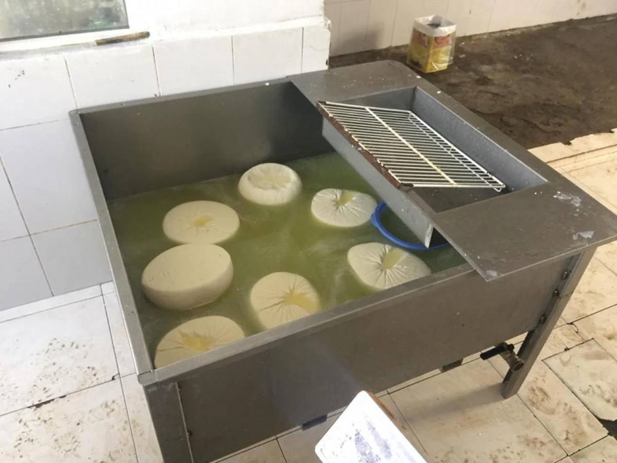 Masallıda qanunsuz pendir sexi aşkarlanıb - FOTO