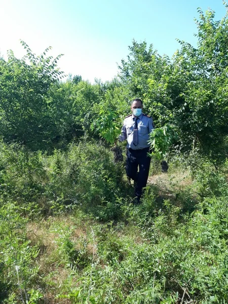 Azərbaycanda 2 hektar sahədə 1 ton narkotik bitki aşkarlandı - VİDEO
