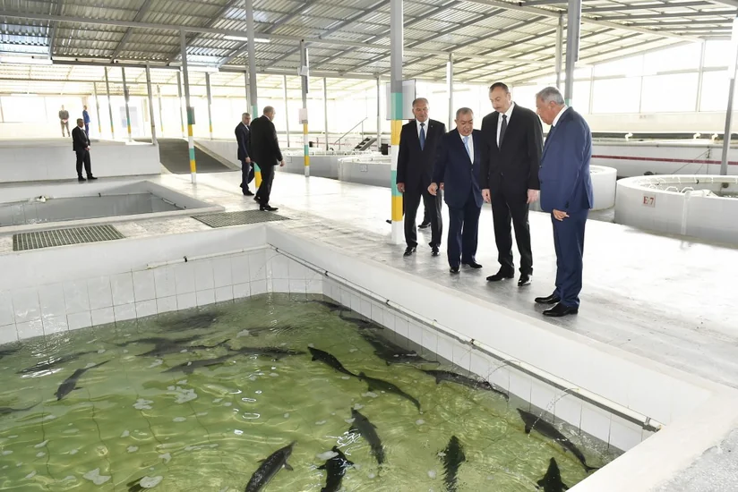 Yevlaxda balıqartırma müəssisəsi istifadəyə verilib