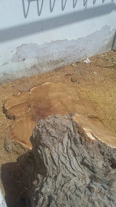 Sumqayıtda tut ağacını kəsdirən qadınla bağlı akt tərtib olunub