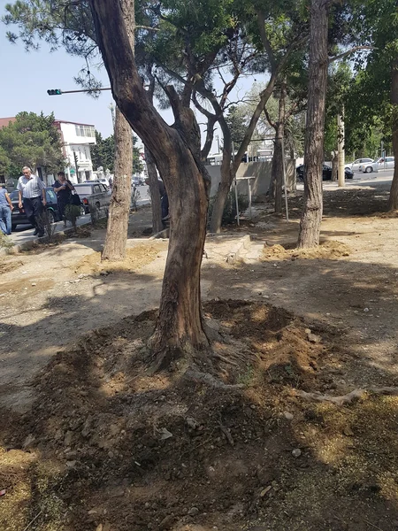 ETSN Yasamalda dibinə maddə tökülən ağacları himayəyə götürüb