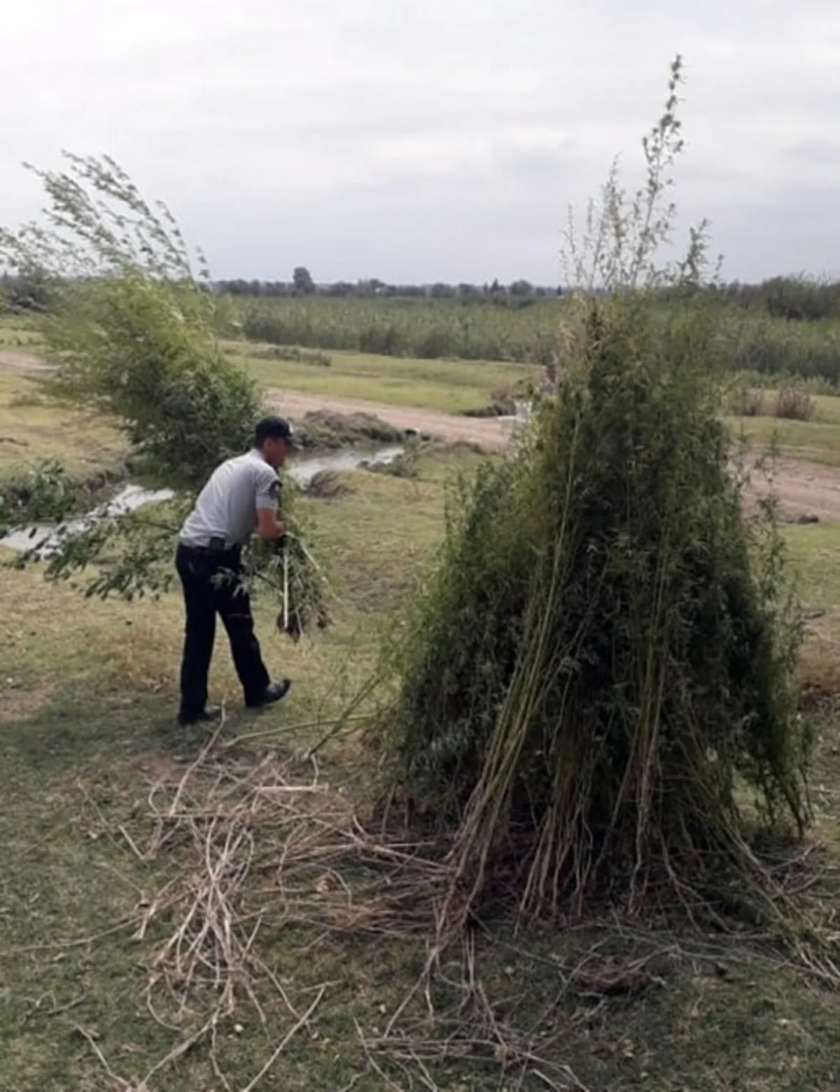 Ağstafada üç tondan çox narkotik tərkibli bitkilər məhv edilib