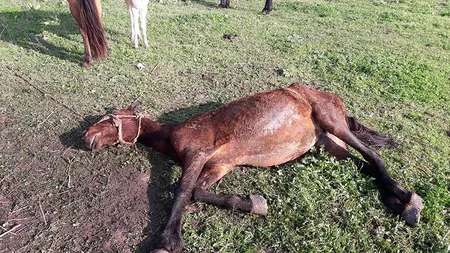 Cəlilabadın Maşlıq kəndində qanunsuz at kəsimi və at əti tədarükü ilə məşğul olanlar aşkarlanıb