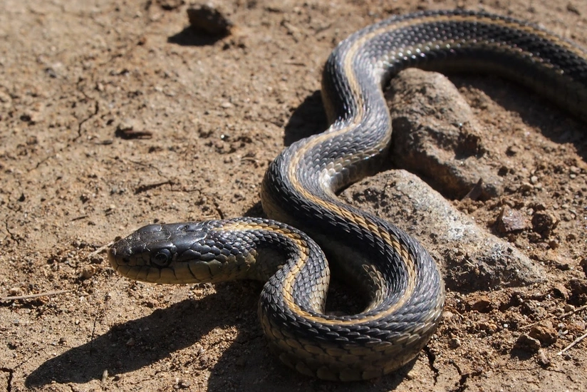 Kürdəmirdə 44 yaşlı qadını ilan sancdı