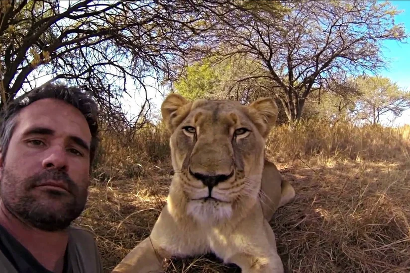 ​Hindistan hökuməti əhaliyə şirlərlə selfi çəkdirməməyi tövsiyə edib