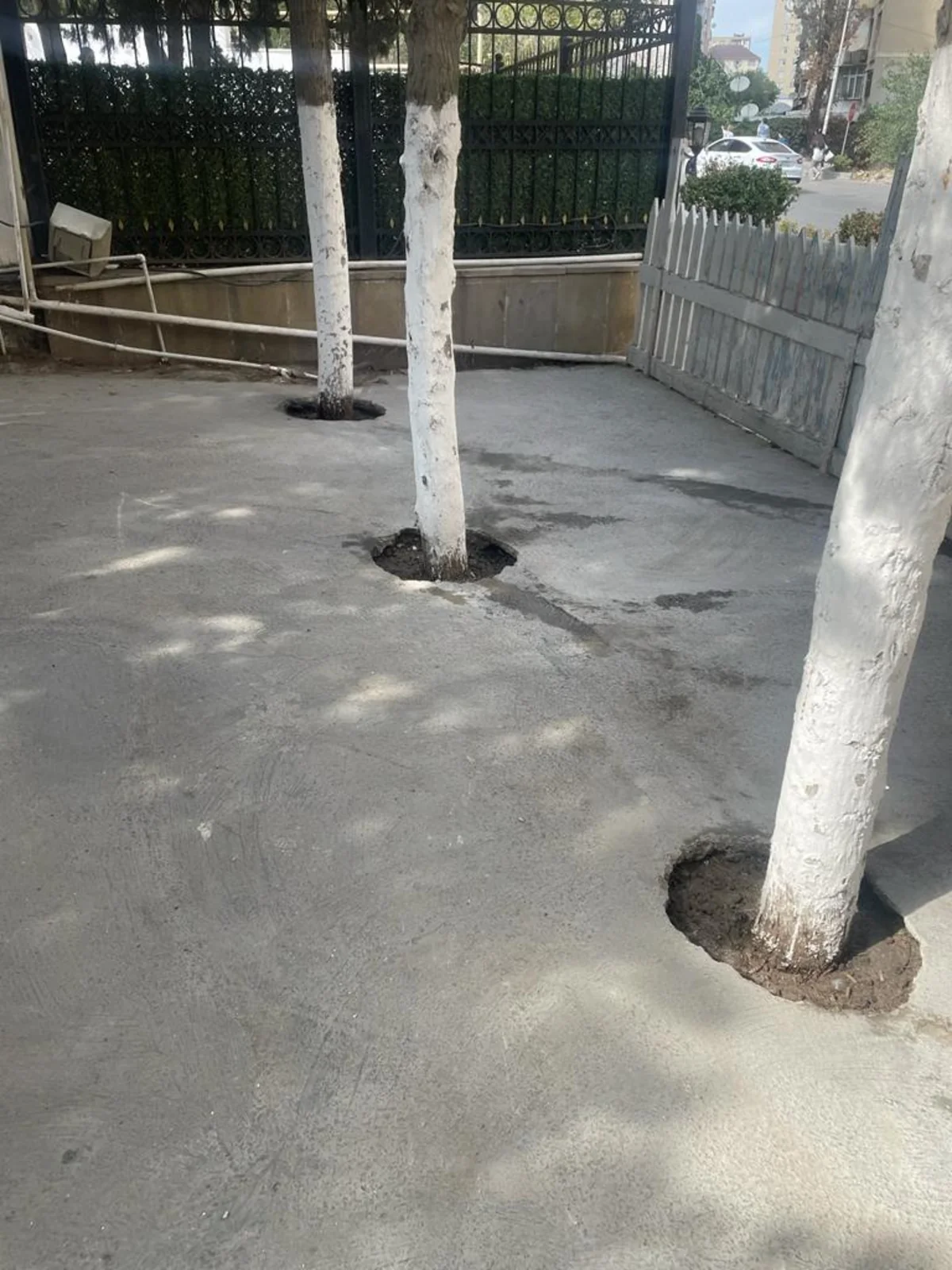 Yasamalda kafenin həyətindəki ağacların dibi betonlanıb