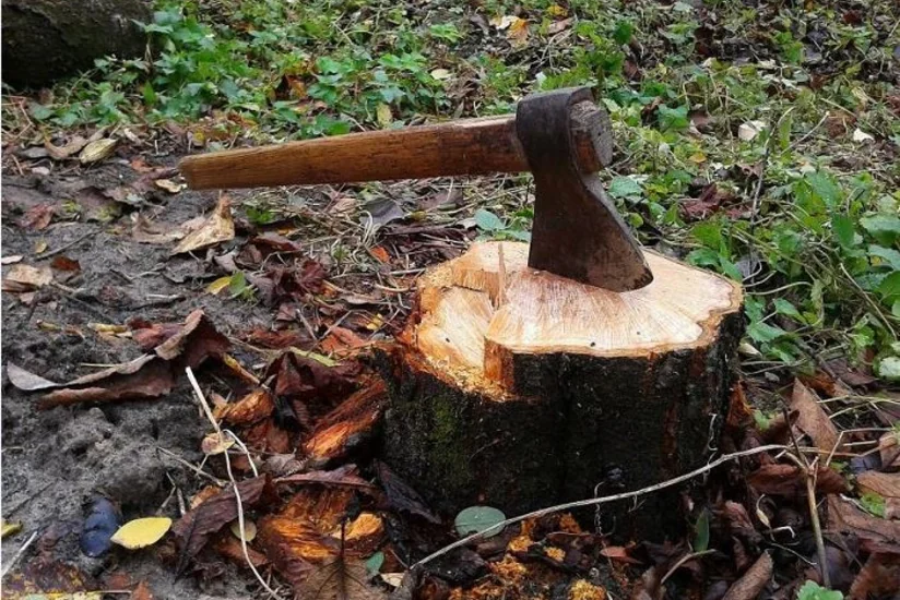 В Агджабеди вырублены 57 деревьев