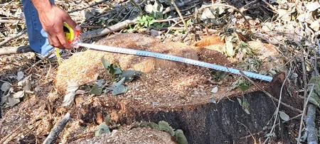 Zərdabda ağacları kəsən şəxslər saxlanılıb