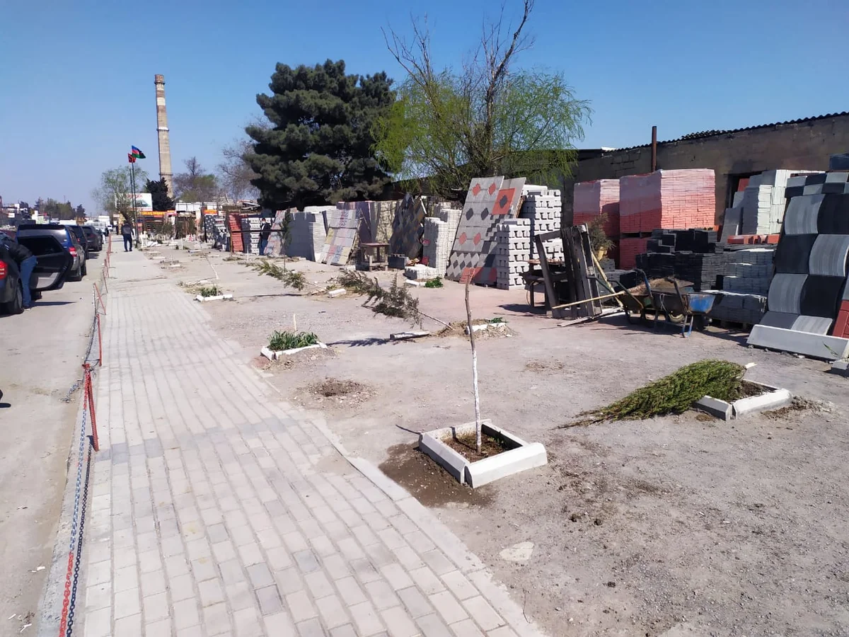 Nazirlikdən Bakıda 60 ağacın kəsilməsinə reaksiya