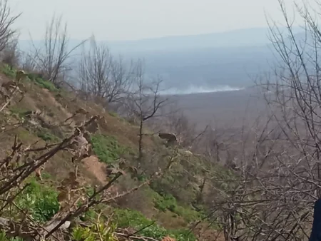 Oğuzda meşə ərazisində baş verən yanğın söndürülüb - YENİLƏNİB