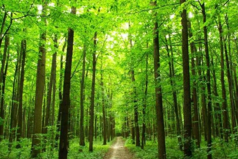 В Азербайджане на площади более тысячи гектаров будут проведены лесовосстановительные работы