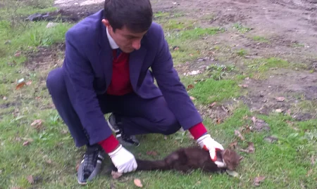 Lerik sakini həyətində nadir rast gəlinən heyvan aşkar edib