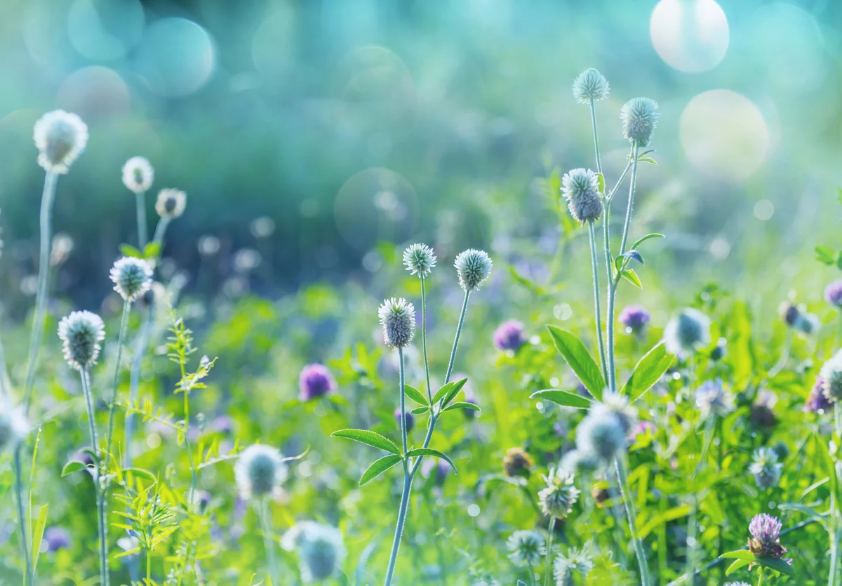 Aprel ayının son günü havanın temperaturu 21 dərəcəyədək artacaq