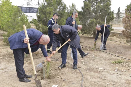 SOCAR “Heydər Əliyev İli” çərçivəsində ağacəkmə aksiyası təşkil edib