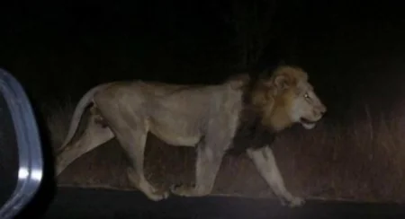 ​Tbilisidə zoopark dağılıb, heyvanlar şəhər küçələrinə axışıb - FOTO