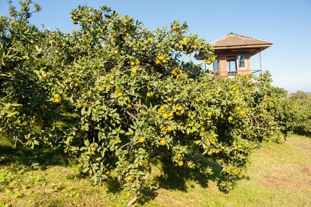 Lənkəranda “Qızıl payız” - FOTOREPORTAJ