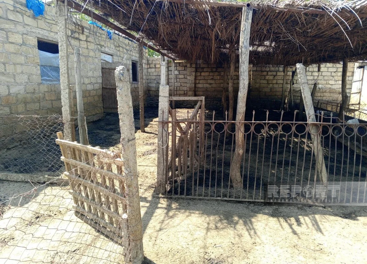 Samuxda Kəlbəcər sakininə məxsus çox sayda qoyun oğurlanıb 