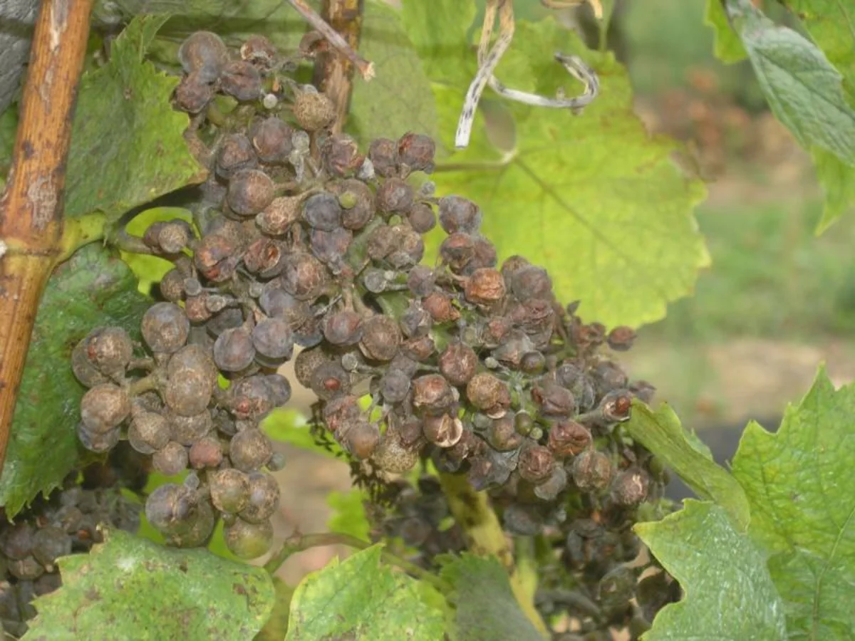 Heavy rains in Azerbaijan made vineyards unusable