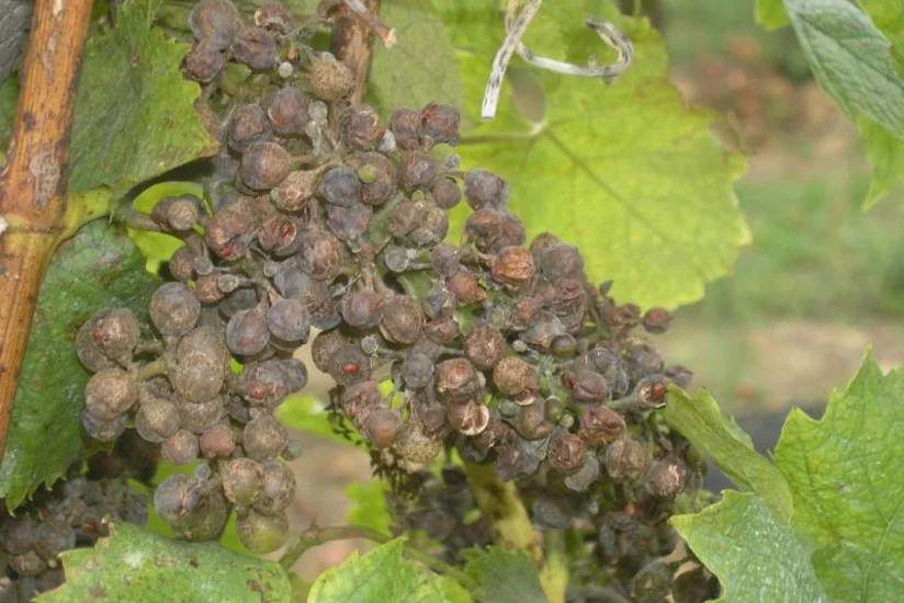 İntensiv yağışlar Azərbaycanda üzümlükləri yararsız vəziyyətə salıb