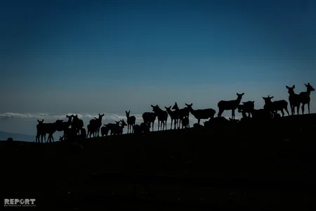 Bir qrup şagirdin Şamaxı Safari Parkına ekskursiyası təşkil olunub - FOTO
