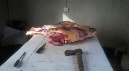 Laboratoriya: Bakterioloji müayinə nəticəsində nümunənin kəsilmiş at əti olduğu müəyyənləşib