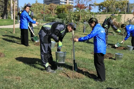 Bakıda növbəti ağacəkmə aksiyası keçirilib