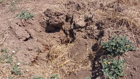 Tərtərdə partlamamış hərbi sursat aşkar edilib