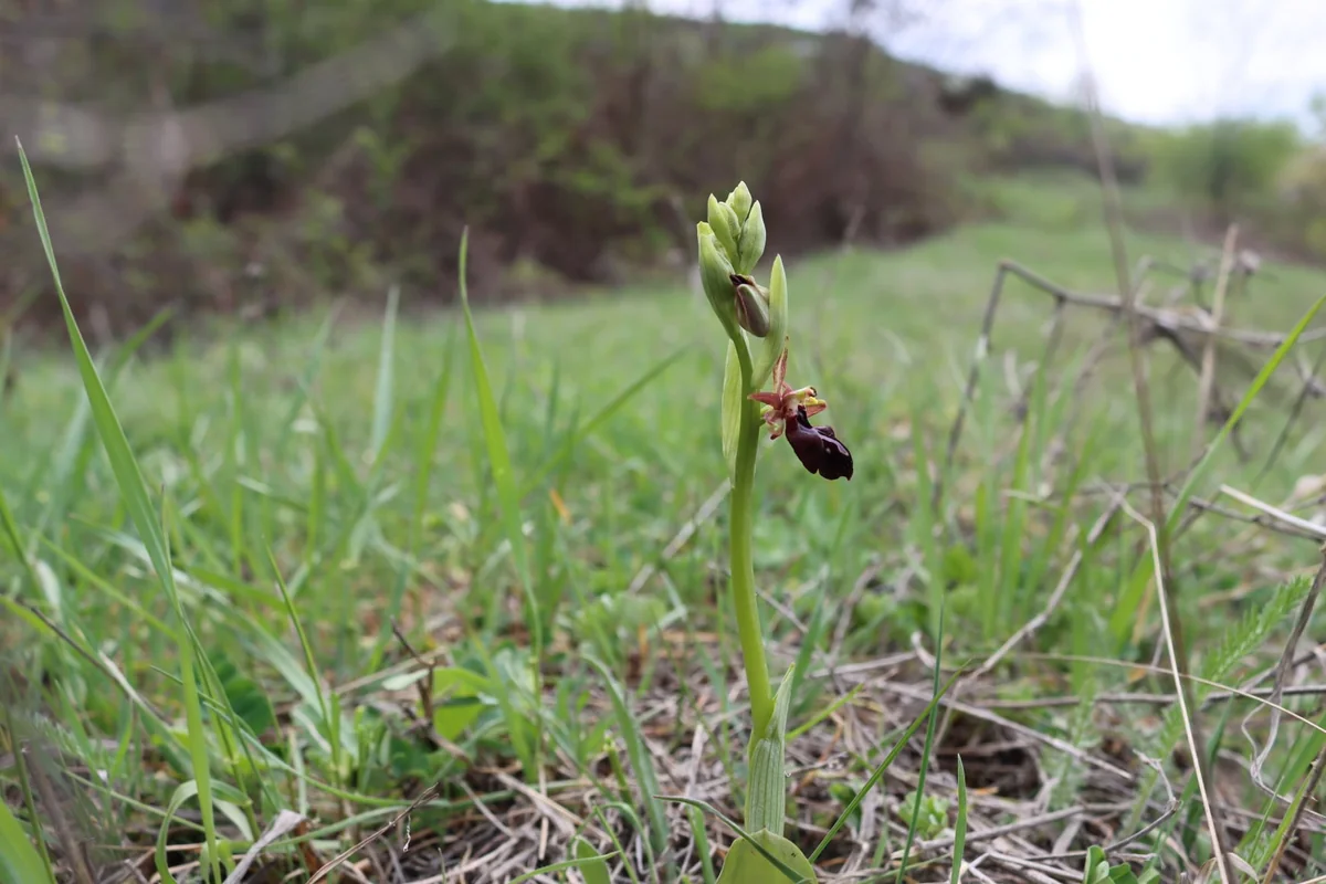Kharibulbul blossoms in Shusha