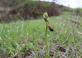 Kharibulbul blossoms in Shusha