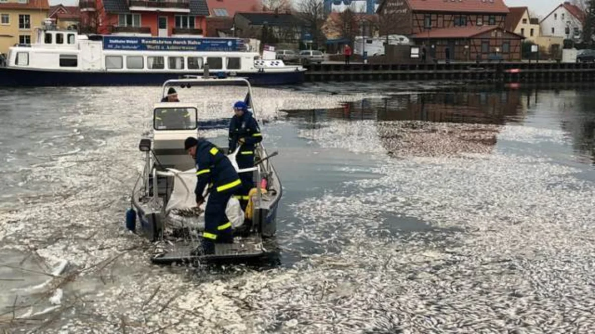 В Германии на поверхность всплыли тысячи мертвых безголовых рыб