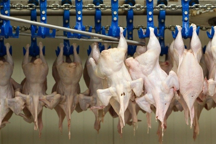 Azərbaycan Quşçular Cəmiyyətinin sədri: Xaricə quş əti satmaq çətindir