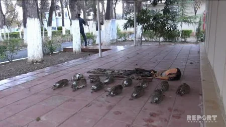 Azərbaycanda adı Qırmızı kitaba düşən quşları ovlayan şəxs tutulub - FOTO
