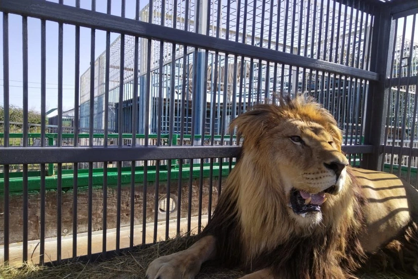 Kaliningrad Zoo welcomes colossal 3-meter-long African lion