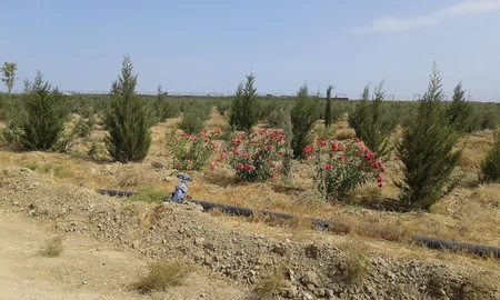 ETSN: Son 3 ayda 160 mindən çox ağac əkilib