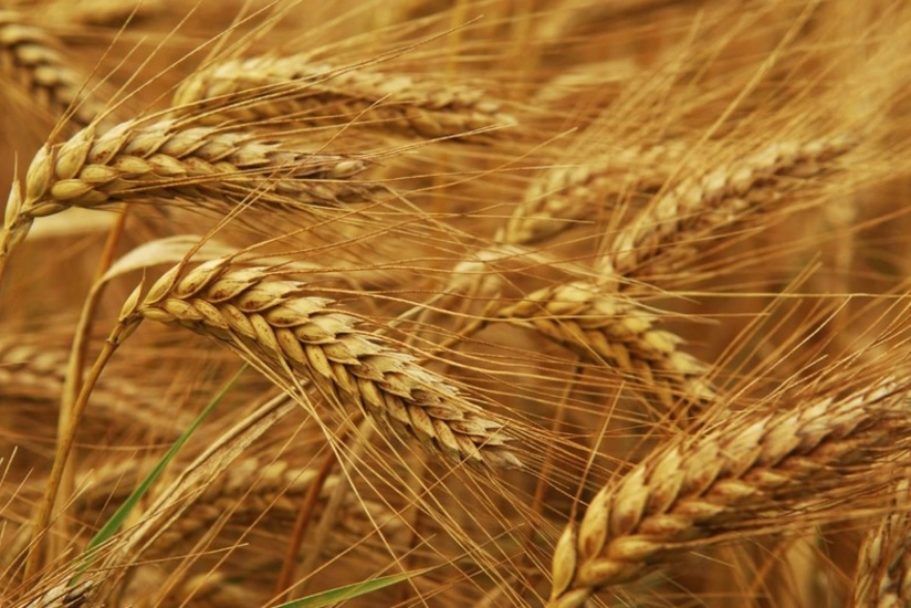 В Билясуваре сократились посевные площади