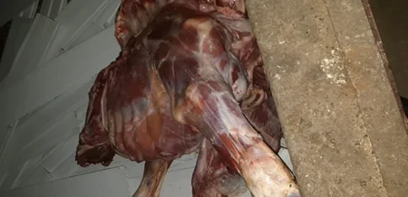 Ağcabədidə satış üçün hazırlanan ölmüş heyvan cəmdəyi aşkarlanıb