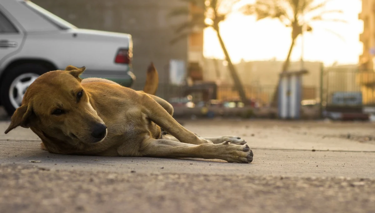 Sumqayıtda iti öldürən şəxs cərimələnib