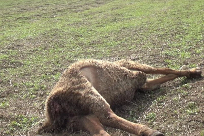 Ağcabədidə canavarlar sürüyə hücum edib, 15 qoyun tələf olub