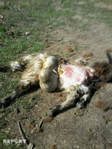 Qubanın kəndlərinə canavarlar hücum edib - FOTO