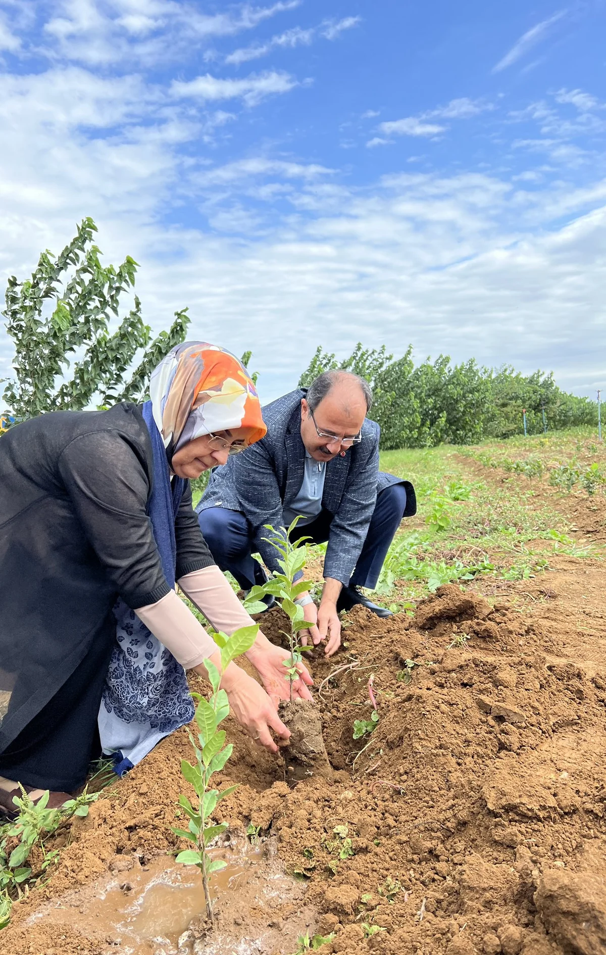 Türkiyə səfiri Lənkəranda çay tingləri əkib