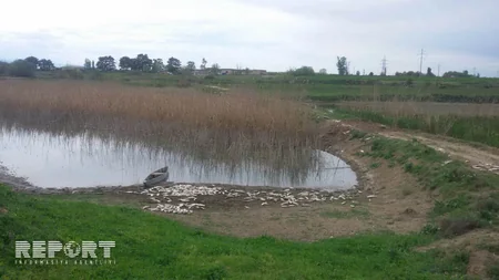 Ağcabədidə balıqlar kütləvi şəkildə tələf olub - FOTO