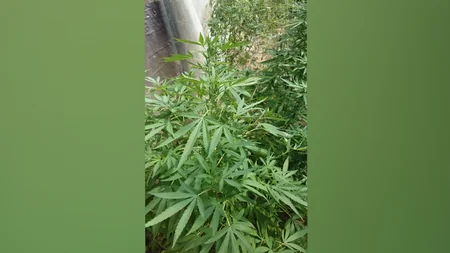 Bakıda 19 kiloqram narkotik vasitə qanunsuz dövriyyədən çıxarılıb