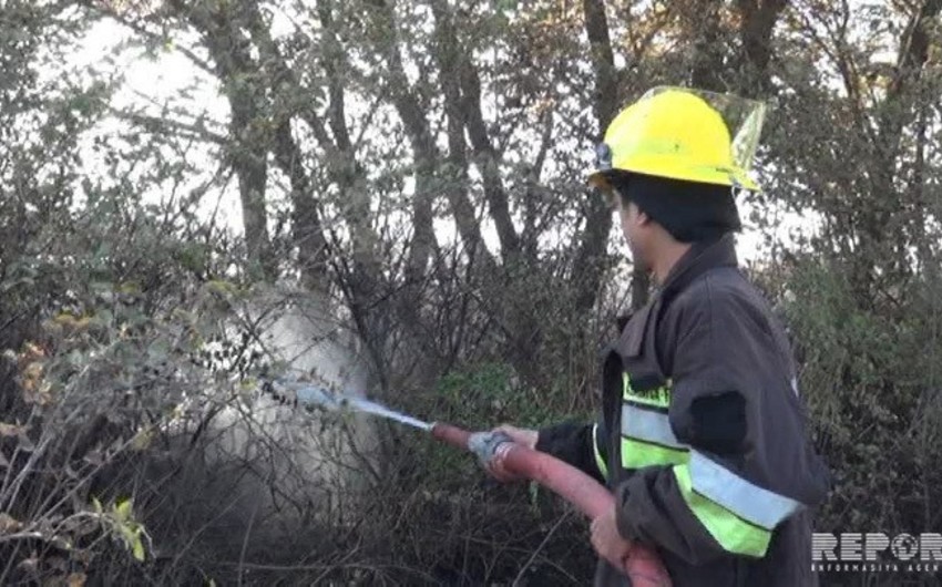 Cəlilabadda yol kənarındakı ağaclar yanıb - FOTO